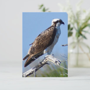 Remerciements Carte de l'aigle de mer Nature