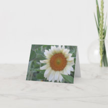 Carte de note de tournesol blanc frappant