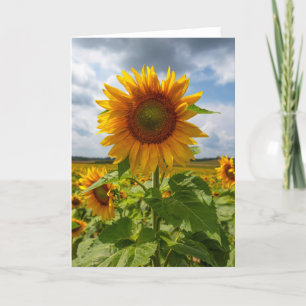 Remerciements Carte de note en blanc sur la tempête de tournesol
