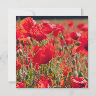 Remerciements Carte de vœux Coquelicots