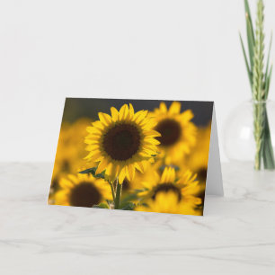 Remerciements Carte de vœux vierge tournesol rétro-éclairé