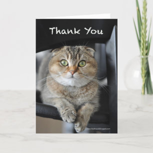 Remerciements Jolie nouilles écossaise plié chat carte de remerc