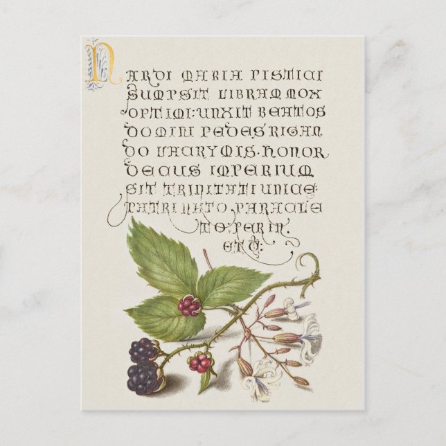 Renaissance BlackBerry Fruit Calligraphy Postkarte (Vorderseite)