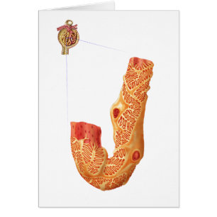 Renal Corpuscle Et L'Membrane De Filtration