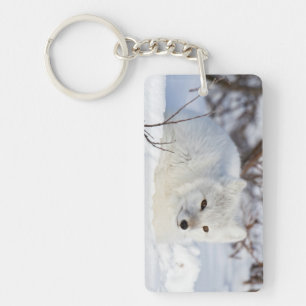 Renard arctique en hiver