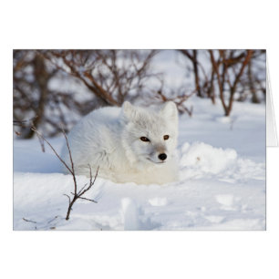 Renard arctique en hiver