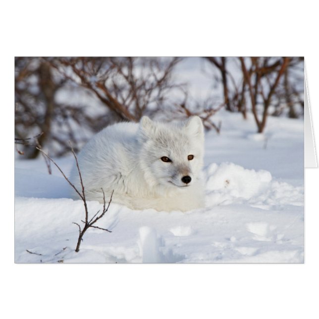 Renard arctique en hiver (Devant horizontal)