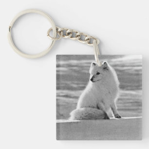 Renard arctique Vintage USA Alaska
