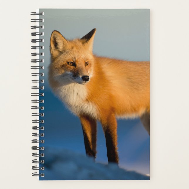 Renard Brown (Devant)