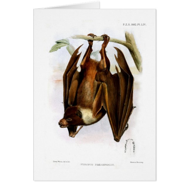 Renard de vol (Devant)