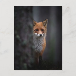 Renard Postkarte