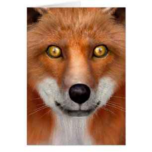 Renard rouge