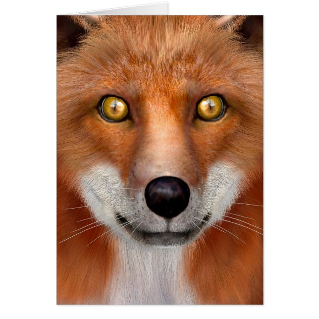 Renard rouge (Devant)
