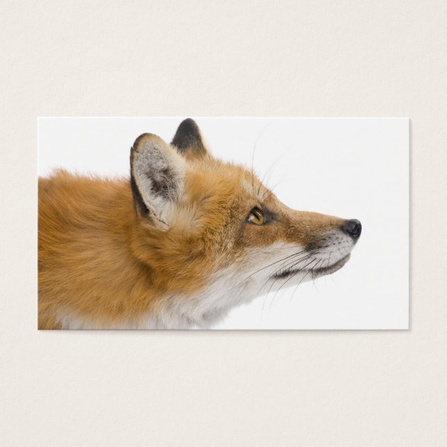 Renard rouge (Devant)