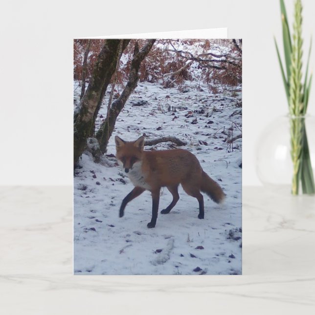 Renard rouge dans la neige Carte de voeux Ajouter  (Devant)