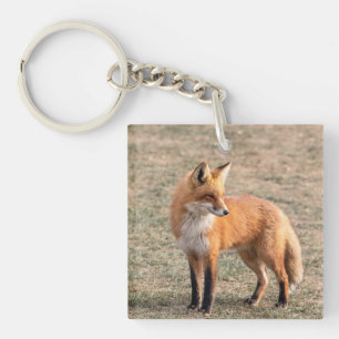 Renard rouge dans un champ
