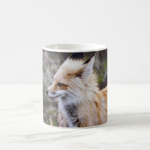 Renard rouge - Mugs