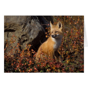 renard rouge, Vulpes vulpes
