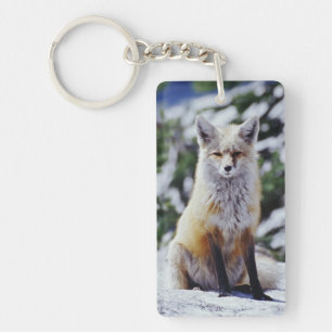 Renard roux assis sur un banc de neige, Vulpes, Mt