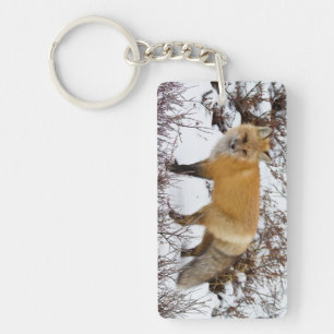 Renard roux dans la neige en hiver