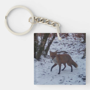 Renard roux hivernal faune sauvage artistique pays