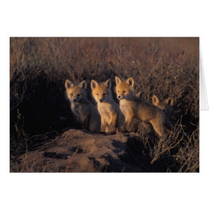 renard roux, Vulpes vulpes, kits