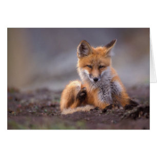 renard roux, Vulpes vulpes, petit se grattant,
