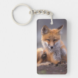 renard roux, Vulpes vulpes, petit se grattant,