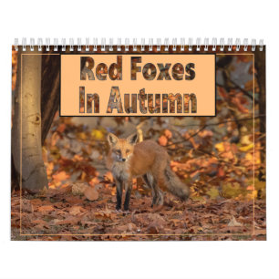 Renards Rouges Dans Le Calendrier Automne
