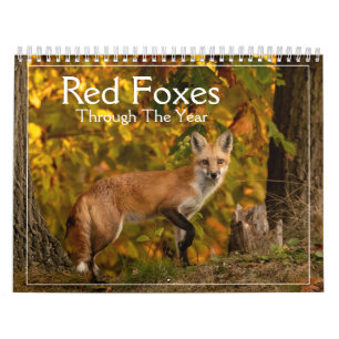 Renards Rouges Tout Au Long De L'Année Calendrier