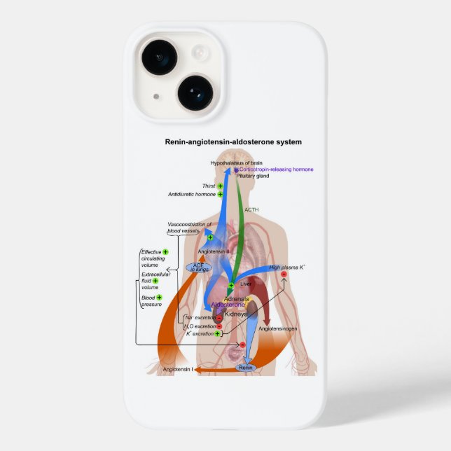 Renin-Angiotensin-System-Diagramm Case-Mate iPhone 14 Hülle (Rückseite)
