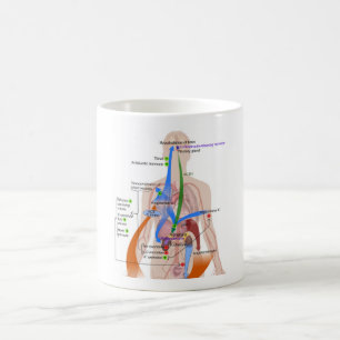 Renin-Angiotensin-System-Diagramm Kaffeetasse