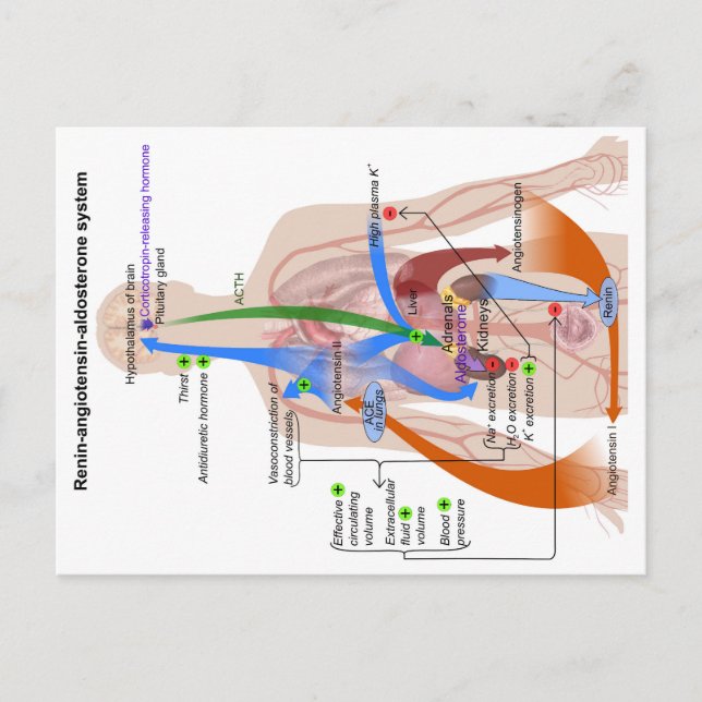 Renin-Angiotensin-System-Diagramm Postkarte (Vorderseite)