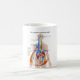 Renin-Angiotensinsystem (RAS) Diagramm Kaffeetasse