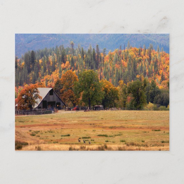 Rennen im Herbst.... Postkarte (Vorderseite)
