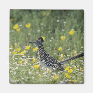 Rennkuckuck, Geococcyx californianus, Magnet