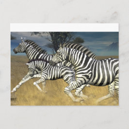 Rennstreifen - Zebra Postkarte