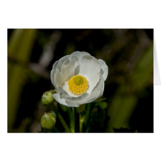 Renoncule géante de montagne (Devant horizontal)