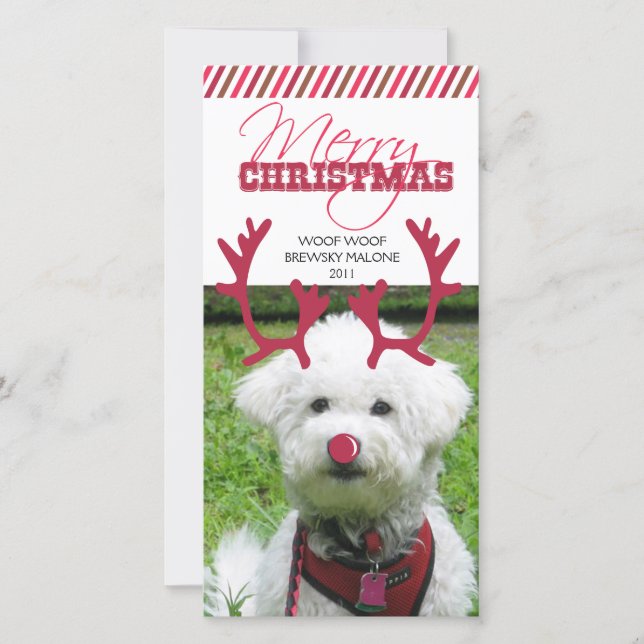Rentier Antler & Red Nose Weihnachten Pet! (Vorderseite)