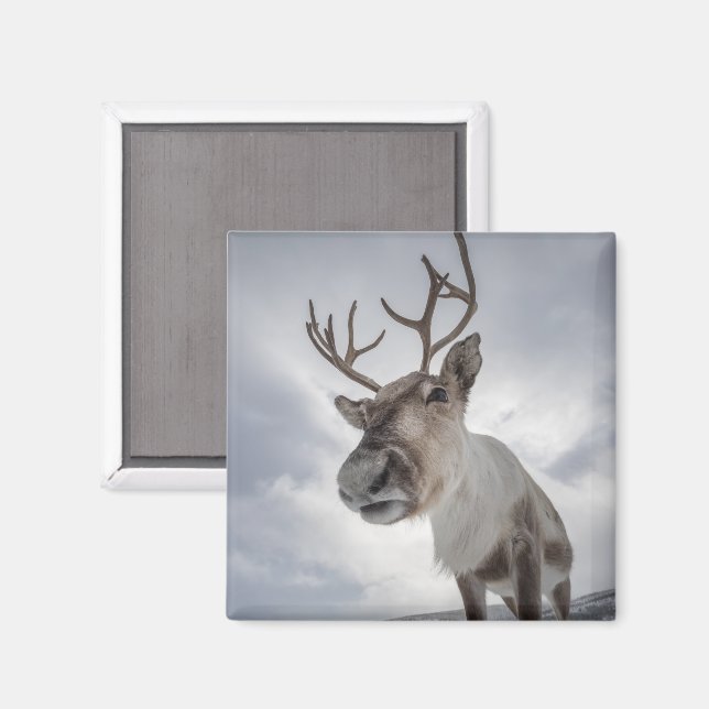 Rentier Foto Magnet (Vorderseite/Rückseite)