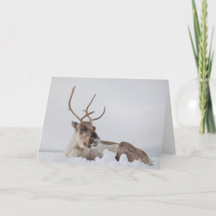 Rentier im Schnee-Foto Karte