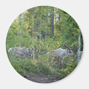Rentier in Lappland-Magnet Magnet