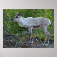 Rentier in Lappland