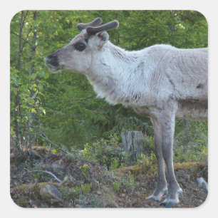 Rentier in Lapplandaufklebern Quadratischer Aufkleber