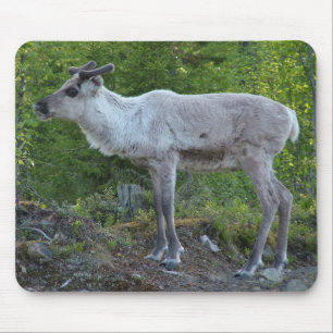 Rentier in Lapplandmousepad Mousepad