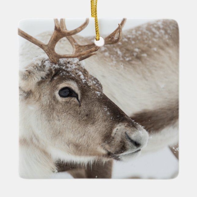 Rentier in norwegischem Foto Keramikornament (Vorderseite)