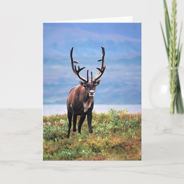 Rentier | Nationalpark Denali, Alaska Karte (Vorderseite)