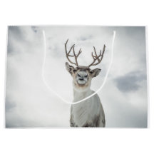 Rentier Nature Foto