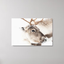 Rentier Nature Foto