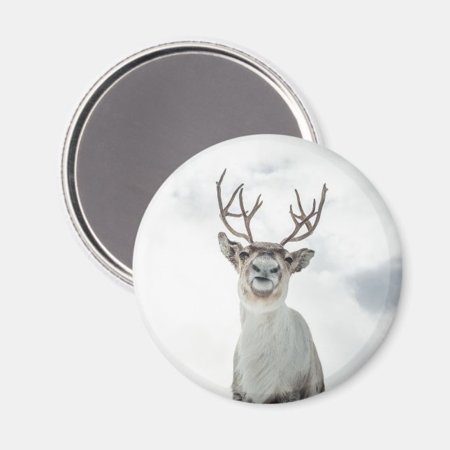 Rentier Nature Foto Magnet (Vorderseite/Rückseite)